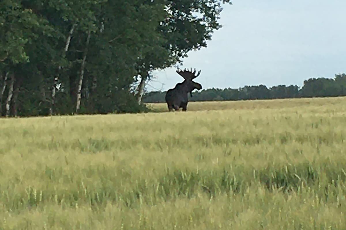 Moose in a field next to some trees.